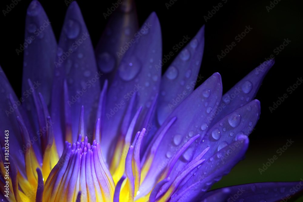 Beautiful purple lotus flowers,The top view of pink flower or lotus flower  using as background and wallpaper. Stock Photo | Adobe Stock