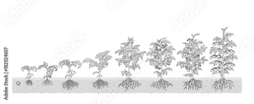 Есо tomatoes grows from the seed stage plant growing White Background