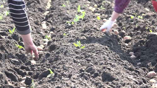 Planting Potatoes Closeup. 4K UltraHD video.