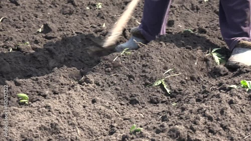 Weeding on Dry the Ground Plants. 4K UltraHD video.
