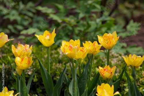 Yellow with orange tulips in a park of Beijing, China.