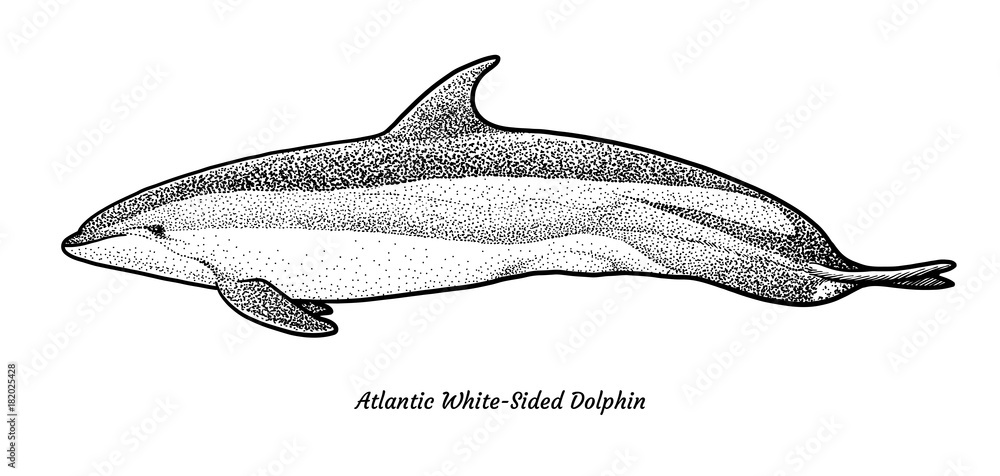 Fototapeta premium Atlantic White-sided dolphin illustration, drawing, engraving, ink, line art, vector