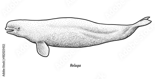 Beluga illustration, drawing, engraving, ink, line art, vector