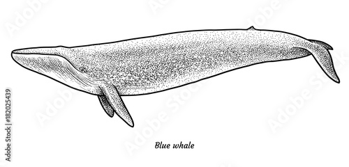 Blue whale illustration, drawing, engraving, ink, line art, vector