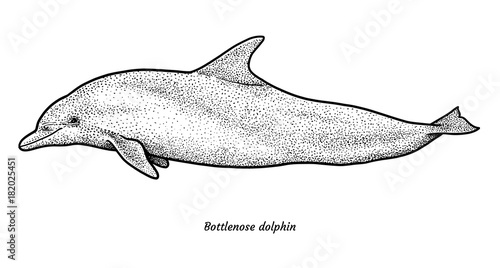 Bottlenose dolphin illustration, drawing, engraving, ink, line art, vector