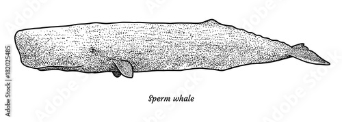 Sperm whale illustration, drawing, engraving, ink, line art, vector photo