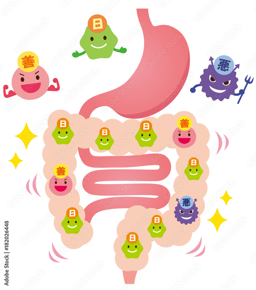 腸内フローラ 善玉菌 悪玉菌 日和見菌 Stock Illustration Adobe Stock