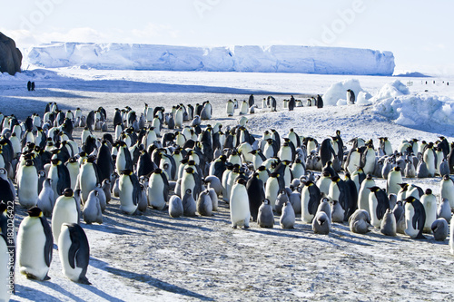 Emperor penguins(aptenodytes forsteri)with Chicks in a colony in the Davis sea,Antarctica