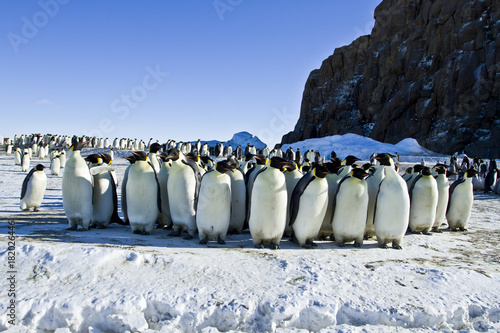 Fototapeta Emperor penguins(aptenodytes forsteri)with Chicks in a colony in the Davis sea,A