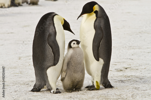 Emperor penguins aptenodytes forsteri with Chicks in a colony in the Davis sea Antarctica