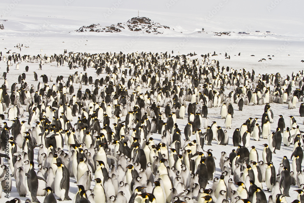 Obraz premium Emperor penguins(aptenodytes forsteri)with Chicks in a colony in the Davis sea,Antarctica