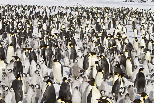Fotografie Emperor penguins(aptenodytes forsteri)with Chicks in a colony in the Davis sea,A