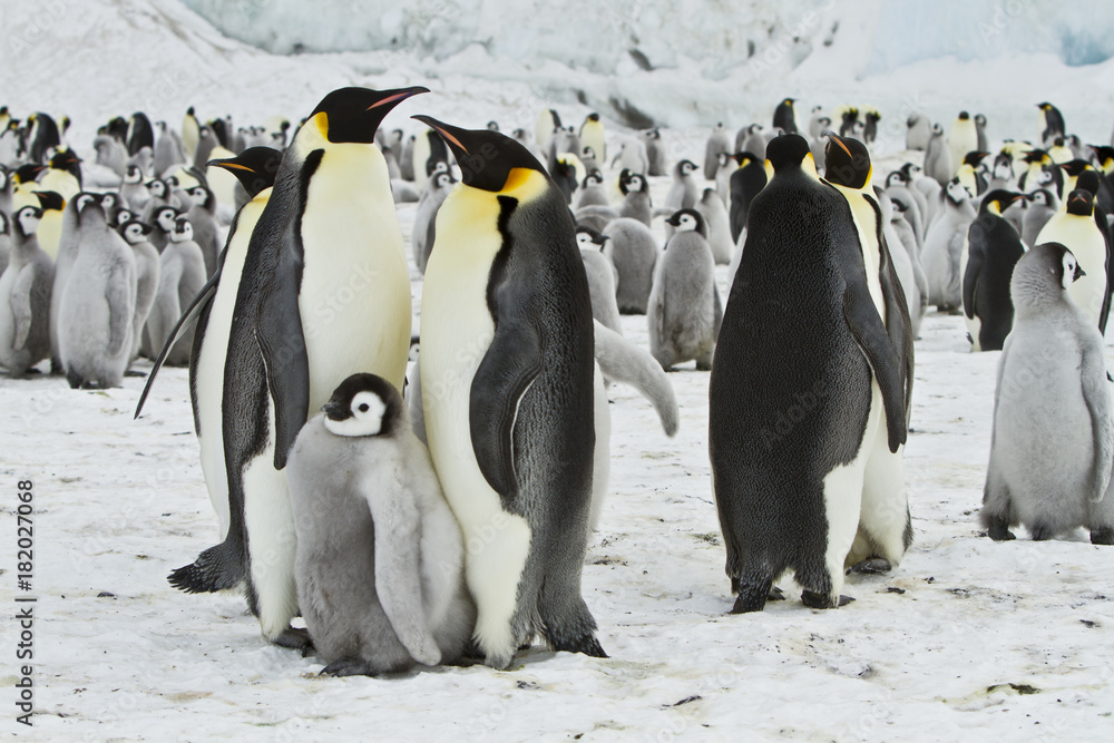 Obraz premium Emperor penguins(aptenodytes forsteri)with Chicks in a colony in the Davis sea,Antarctica
