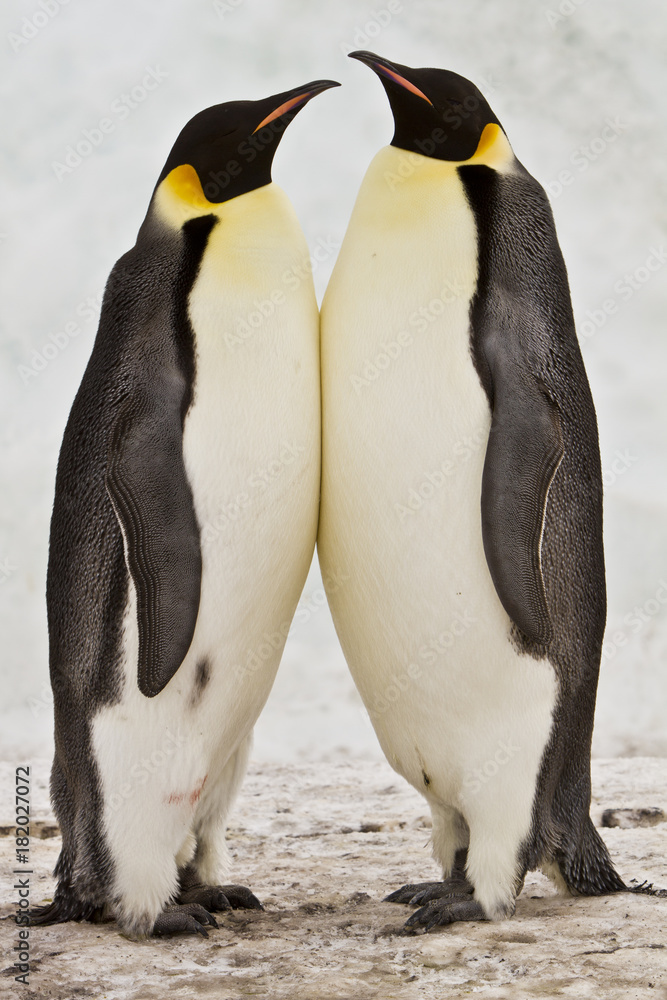 Obraz premium Emperor penguins(aptenodytes forsteri)with Chicks in a colony in the Davis sea,Antarctica