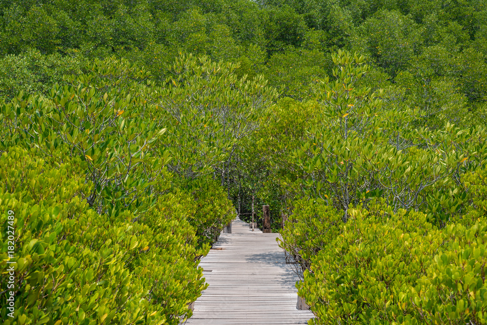 walkway over the Prong Thong forest walkway over the Prong Thong forest