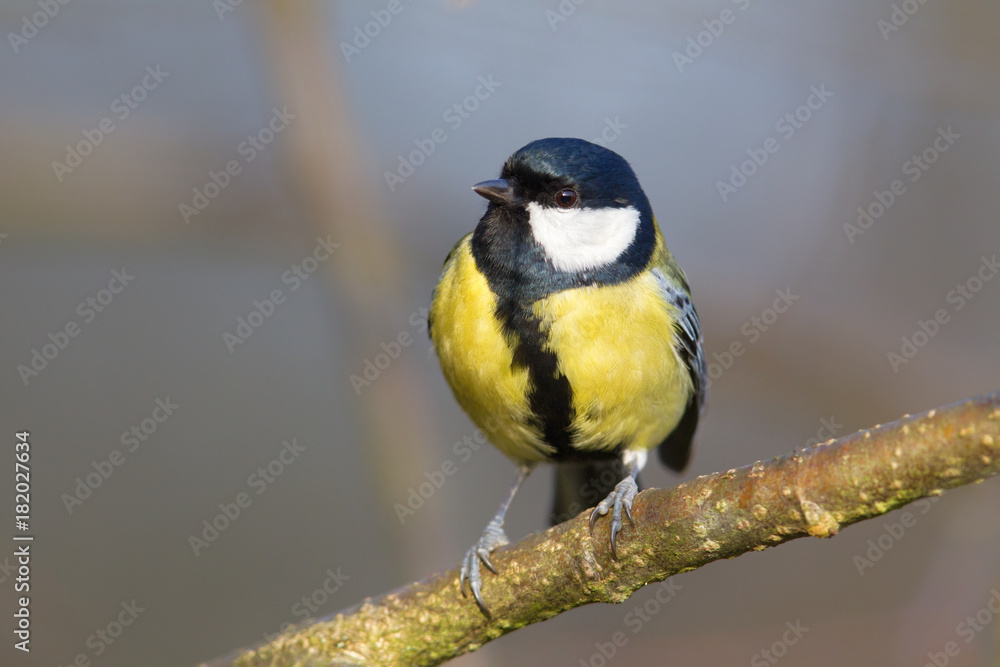 Kohlmeise (Parus major) im Naturschutzgebiet Mönchbruch bei Frankfurt, Deutschland. Kohlmeise (Parus major) im Naturschutzgebiet Mönchbruch bei Frankfurt, Deutschland.