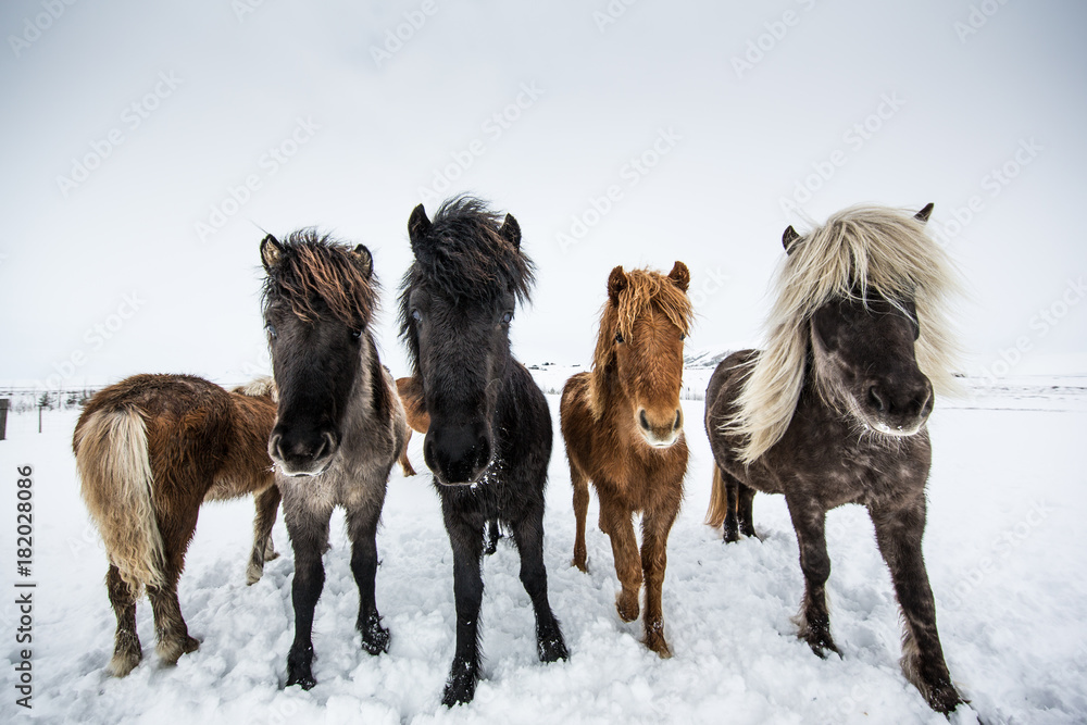 Horses