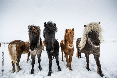 Obraz na płótnie Horses w salonie