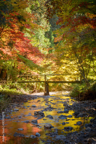 Fototapeta Naklejka Na Ścianę i Meble -  川と紅葉の木々