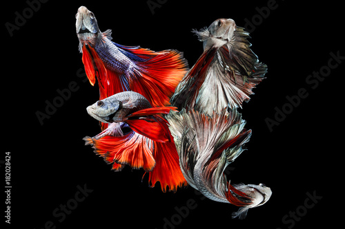 Colorful Siamese Fighting Fish