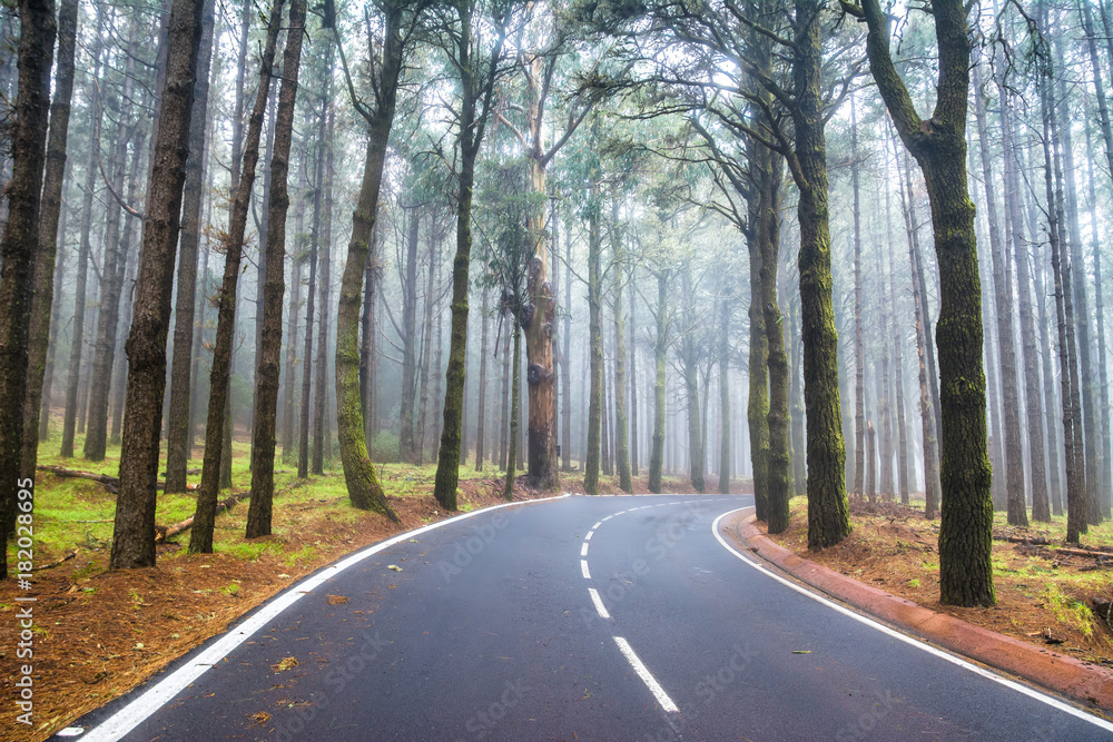 An asphalt road that goes through a misty dark misterious pine forest. Tenerife, Canary Islands