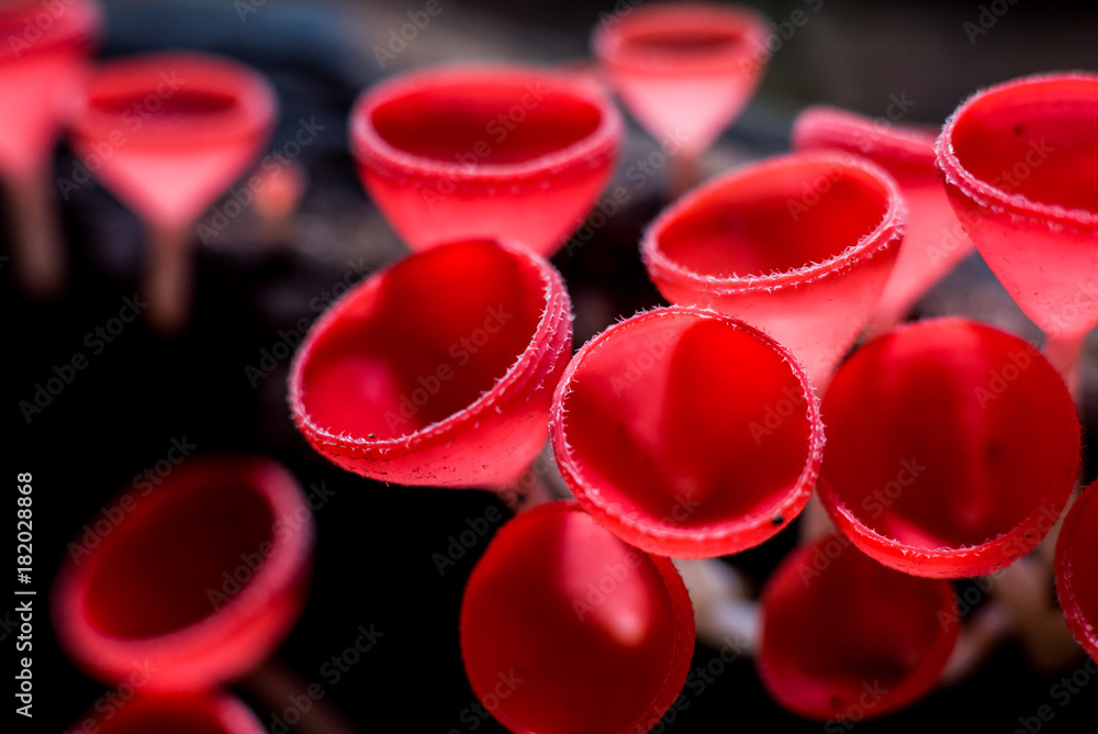 red wineglass mushroom red wineglass mushroom