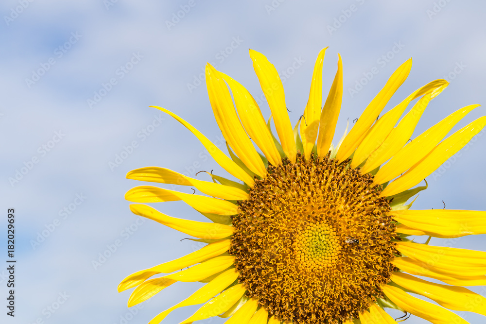 Naklejka premium sunflower close-up