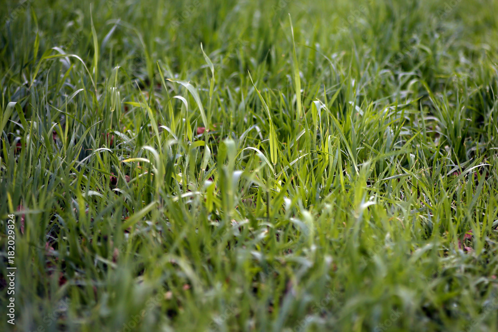 green grass background green grass background