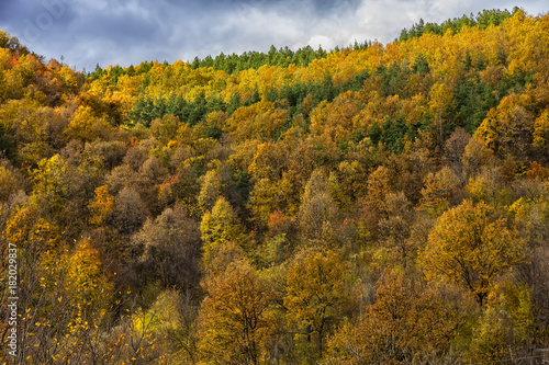 Fototapeta Naklejka Na Ścianę i Meble -  the mountain autumn landscape with colorful forest