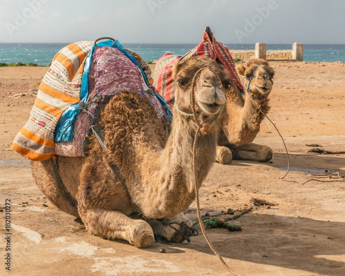 Camels on Shore of the Strait of Gibraltar near Tangiers, Morocco
