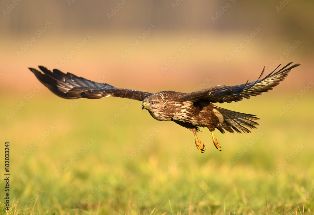 Obraz premium Common buzzard (Buteo buteo)