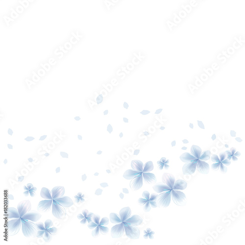 White Blue flowers and flying petals isolated on White background. Apple-tree flowers. Cherry blossom. Vector