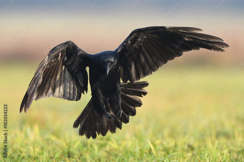 Obraz Kruk (Corvus corax)