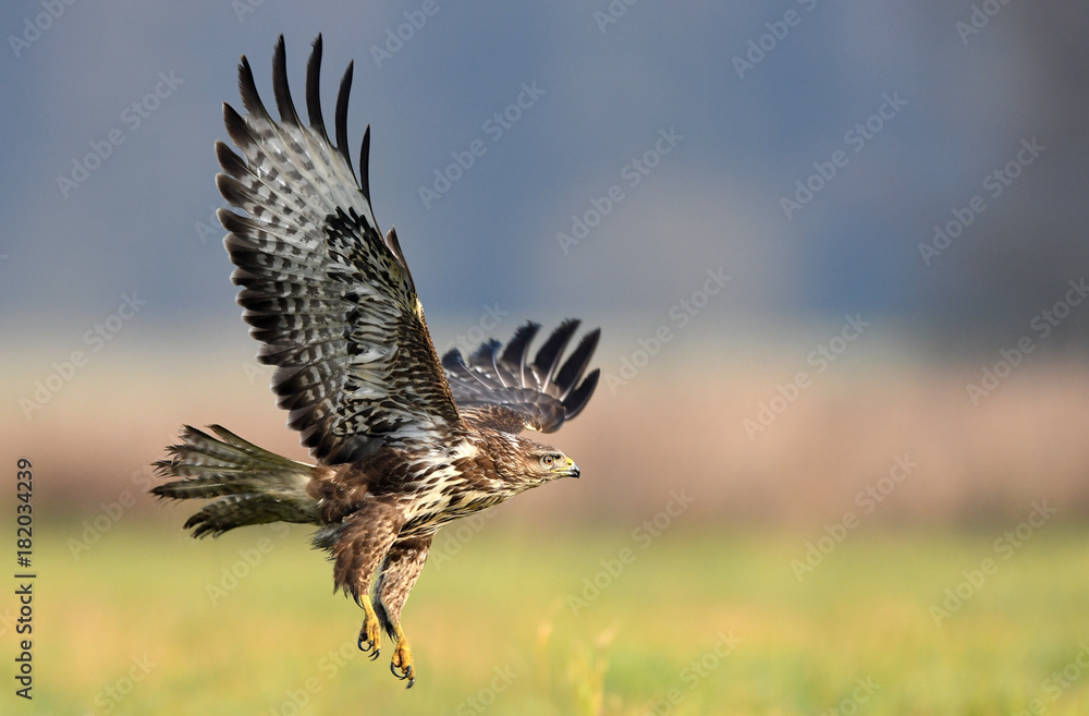 Fototapeta premium Common buzzard (Buteo buteo)