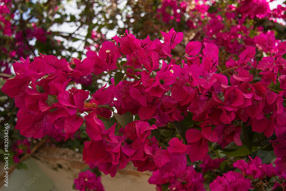 photo of shrub beautiful pink flowers