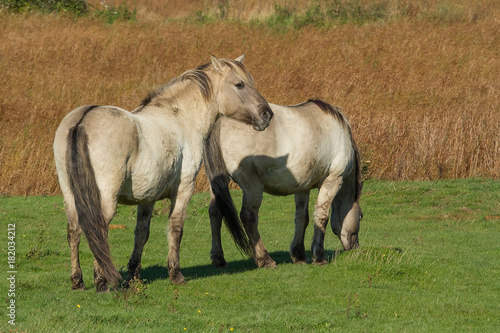 photo of two Konik wild horses in the sunshine