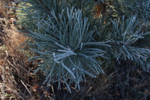 A branch of pine with needles covered with hoarfrost.