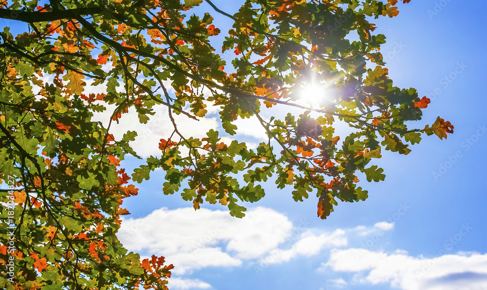 autumn landscape, colorful leaves on sky background autumn landscape, colorful leaves on sky background