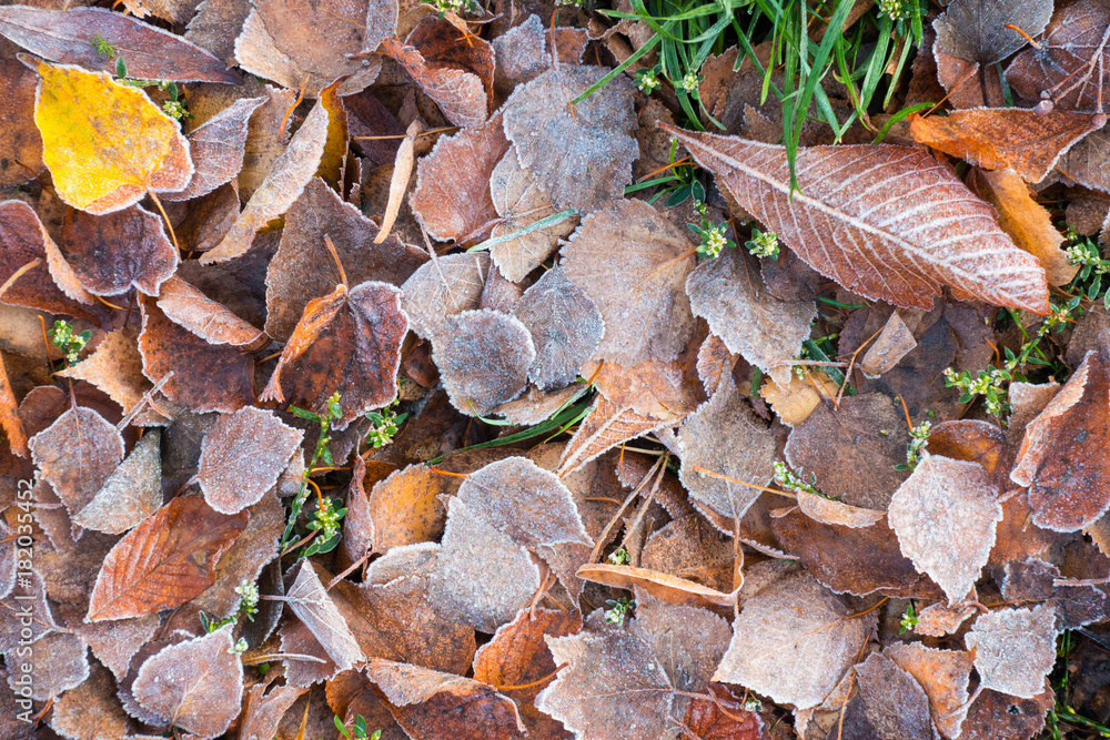 frosted leaves lying on a grass frosted leaves lying on a grass