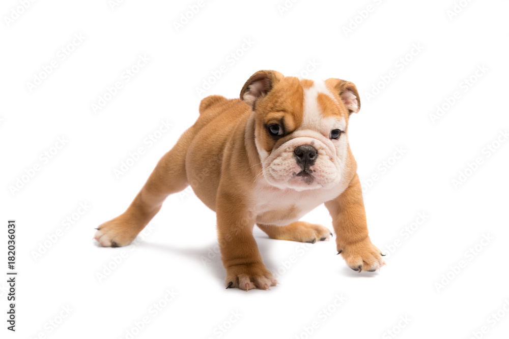 Cute puppy of English Bulldog isolated on white background Cute puppy of English Bulldog isolated on white background