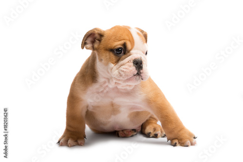Cute puppy of English Bulldog isolated on white background © zorandim75