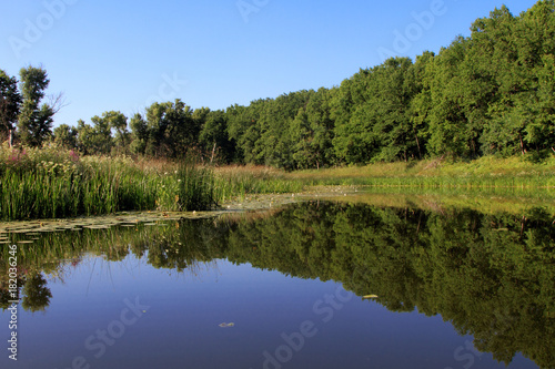 Forest lake with aquatic vegetation.