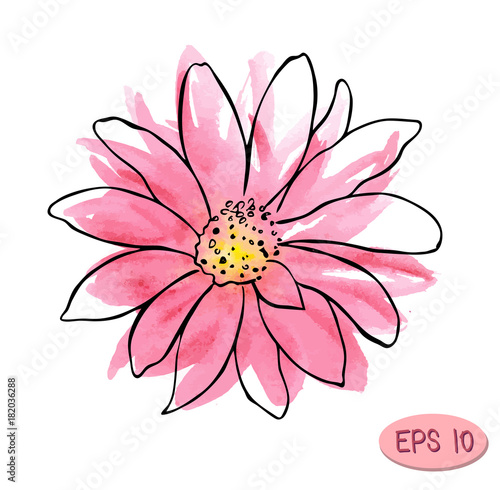 watercolor vector flower illustration, pink flower like daisy or chrysanthemum with plack contour
