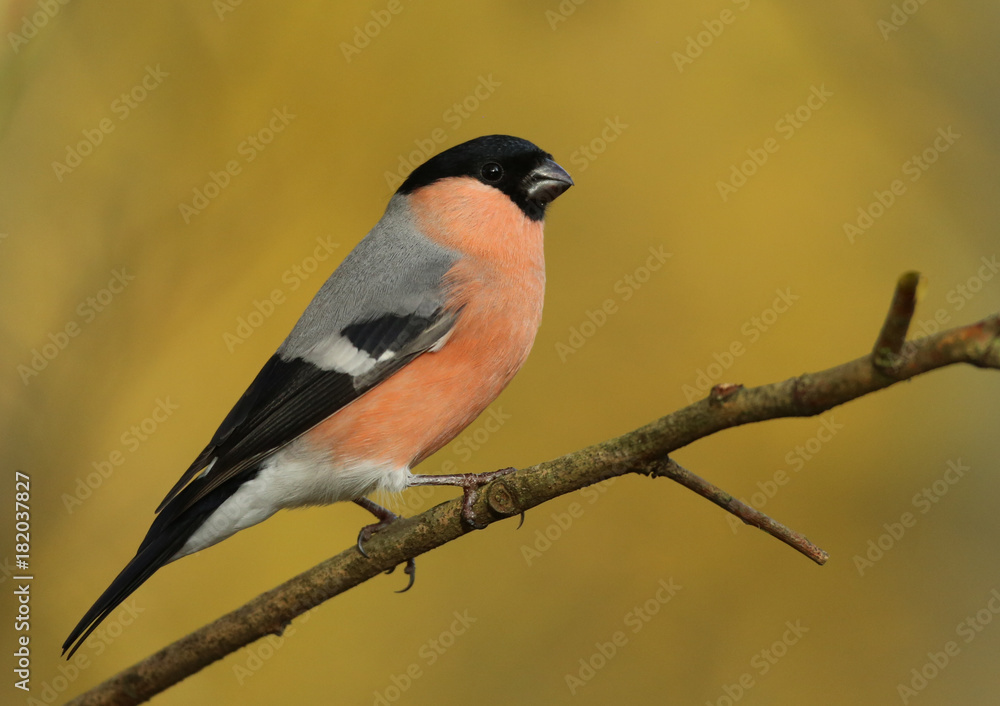 Fototapeta premium Bouvreuil pivoine dans le jaune de l'Automnes!