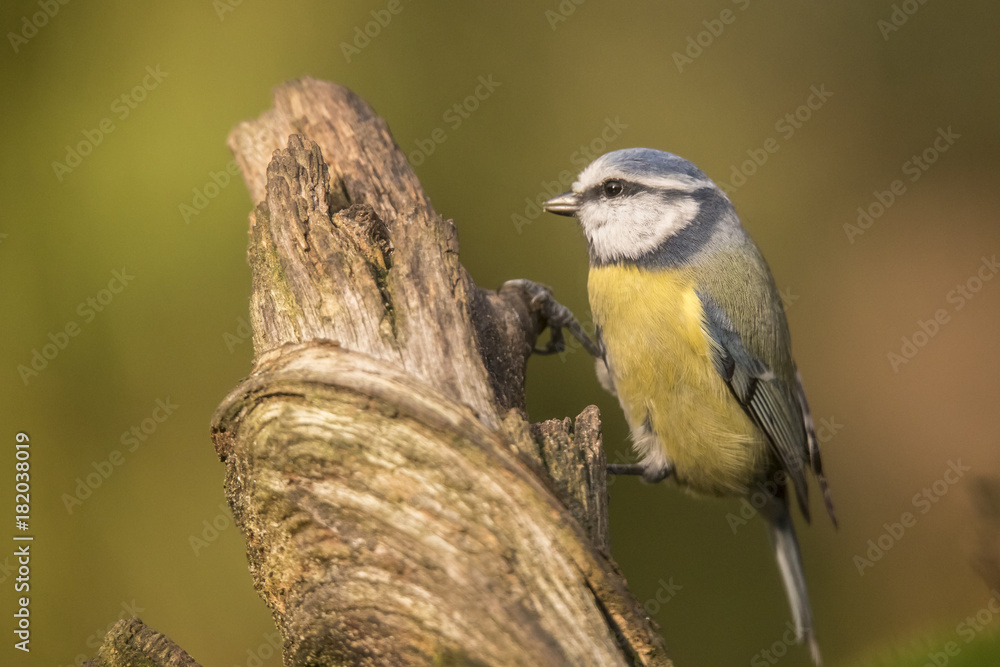 Naklejka premium Tomtit