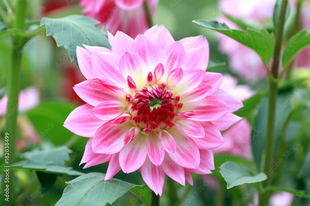 Obraz premium ピンクのダリア