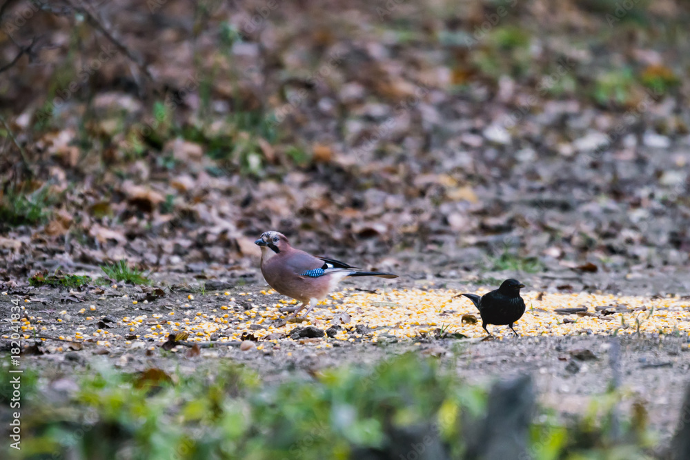 Picture of Garrulus glandarius in nature Picture of Garrulus glandarius in nature