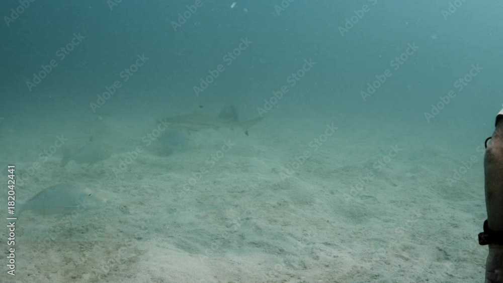 Underwater shot of the turquoise water and different big fish swimming freely on their natural habitat. Underwater shot of the turquoise water and different big fish swimming freely on their natural habitat.