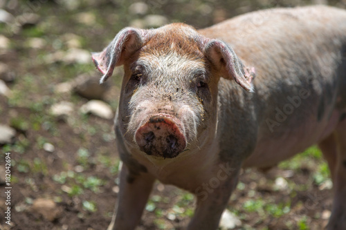 Dirty Little Domestic Pig in a Farm © GioRez
