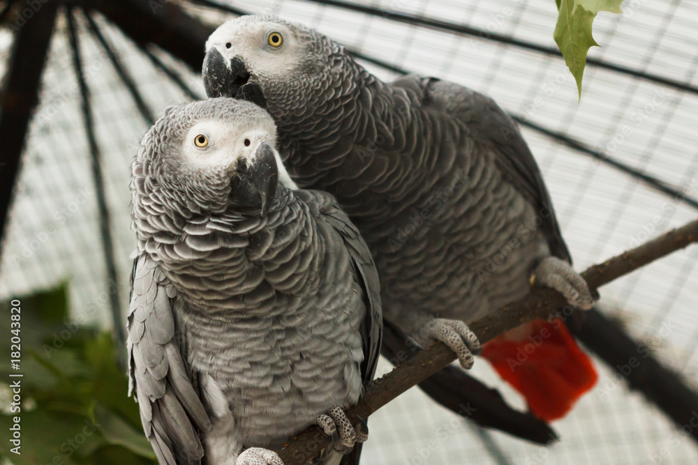 Obraz premium love birds. Grey parrots kissing and sharing food.